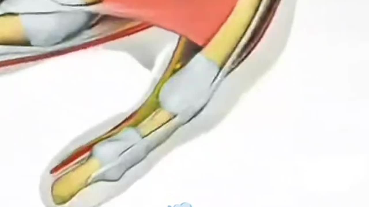 Carpal Tunnel Release Surgery – Step by Step Procedure to Relieve Nerve Compress
