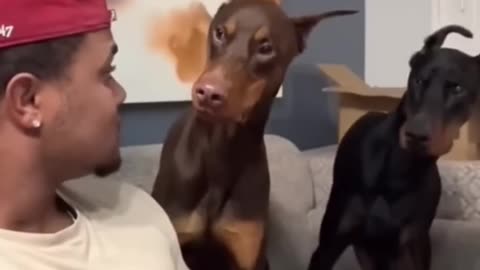 Dog's Funny Reaction