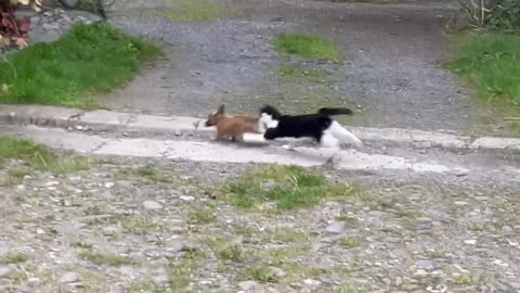 Cat Magpie annoyed that puppy Java isn’t sharing his stick, they still play
