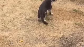 Funny animals