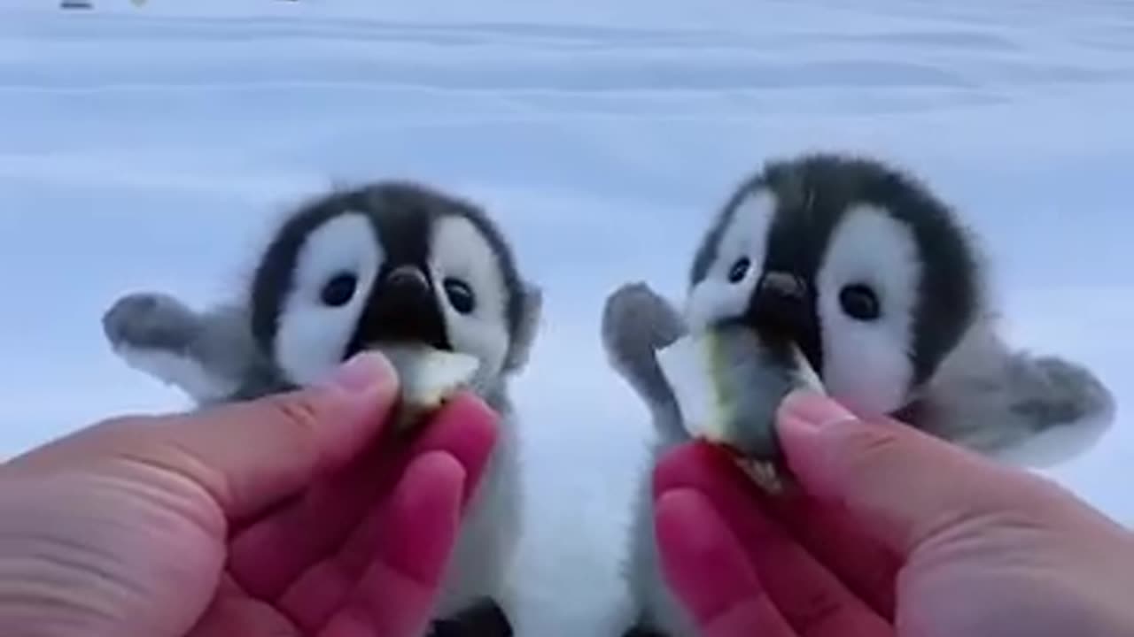 Penguin Fun