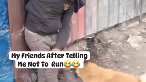 Funny movement dog acting