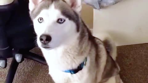 Husky 'Speaks' Back: Adorable Vocal Mimicry