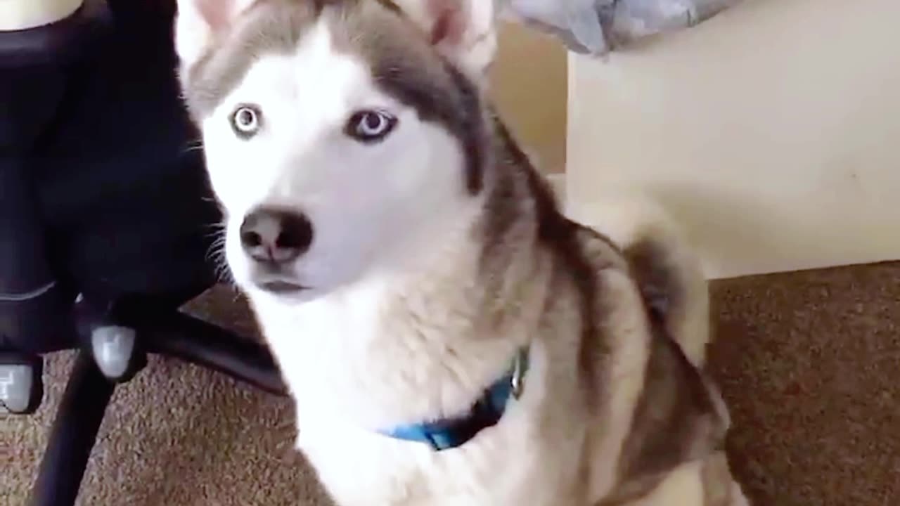 Husky 'Speaks' Back: Adorable Vocal Mimicry