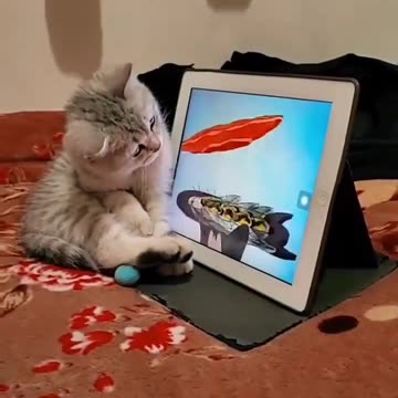 Kitten Is Watching Tom & Jerry