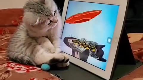 Kitten Is Watching Tom & Jerry