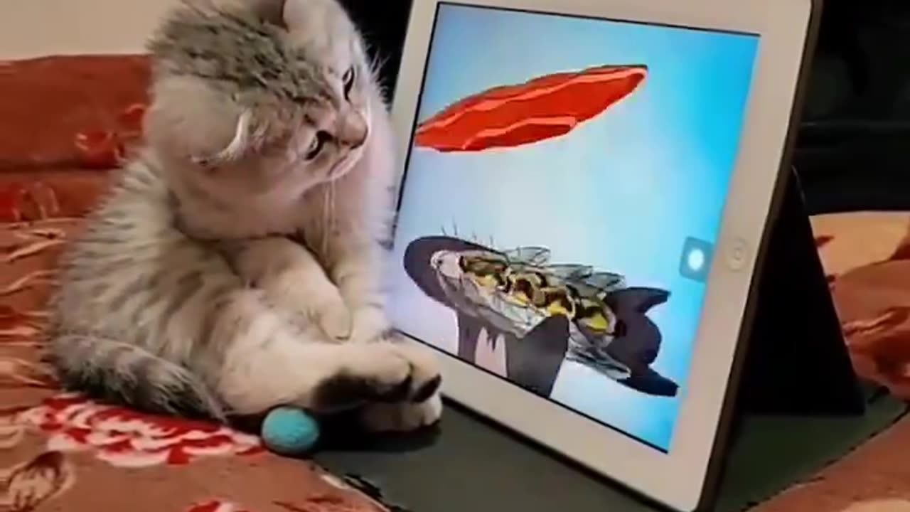 Kitten Is Watching Tom & Jerry