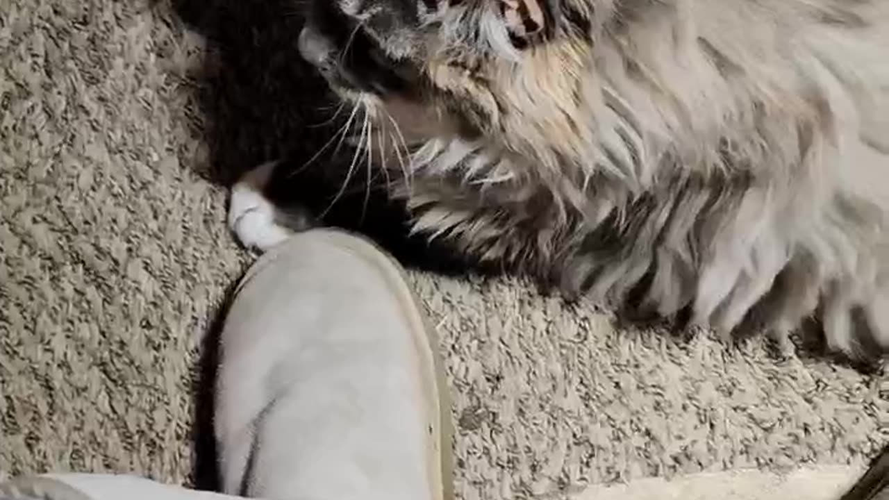 Maine Coon attached at the paws