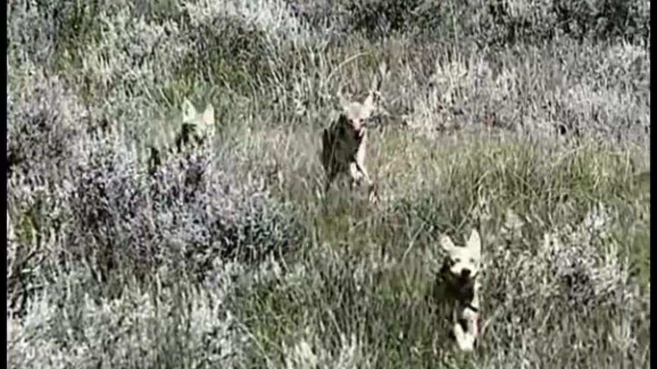 Not today coyo-te, not today.