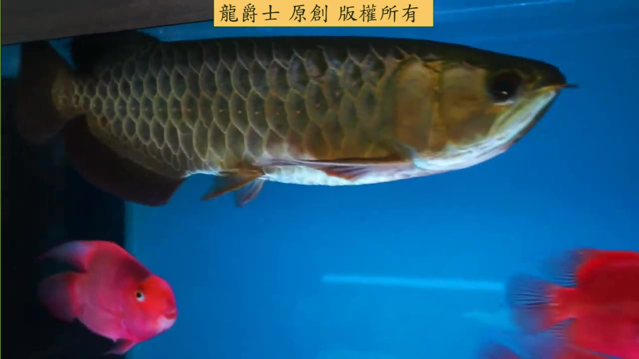 【龍爵士】水族百科 魚缸水源