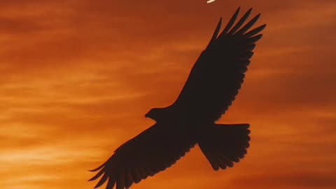 @Aleksandar-u9b RATNIK