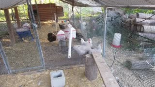 Chicken Live Stream