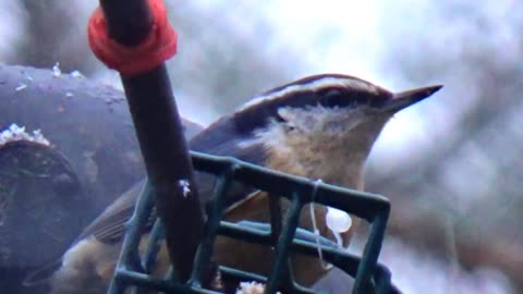 Nuthatch