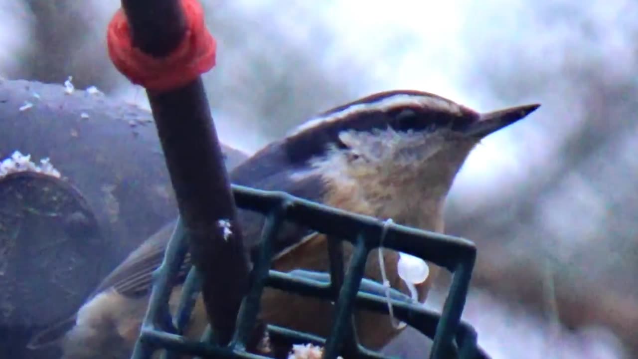 Nuthatch