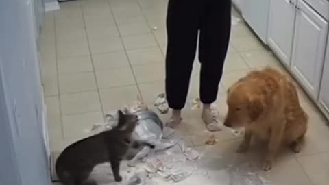 The cunning cat is back in action! 🐱 She's figured out a way to make the poor dog look guilty 🐶