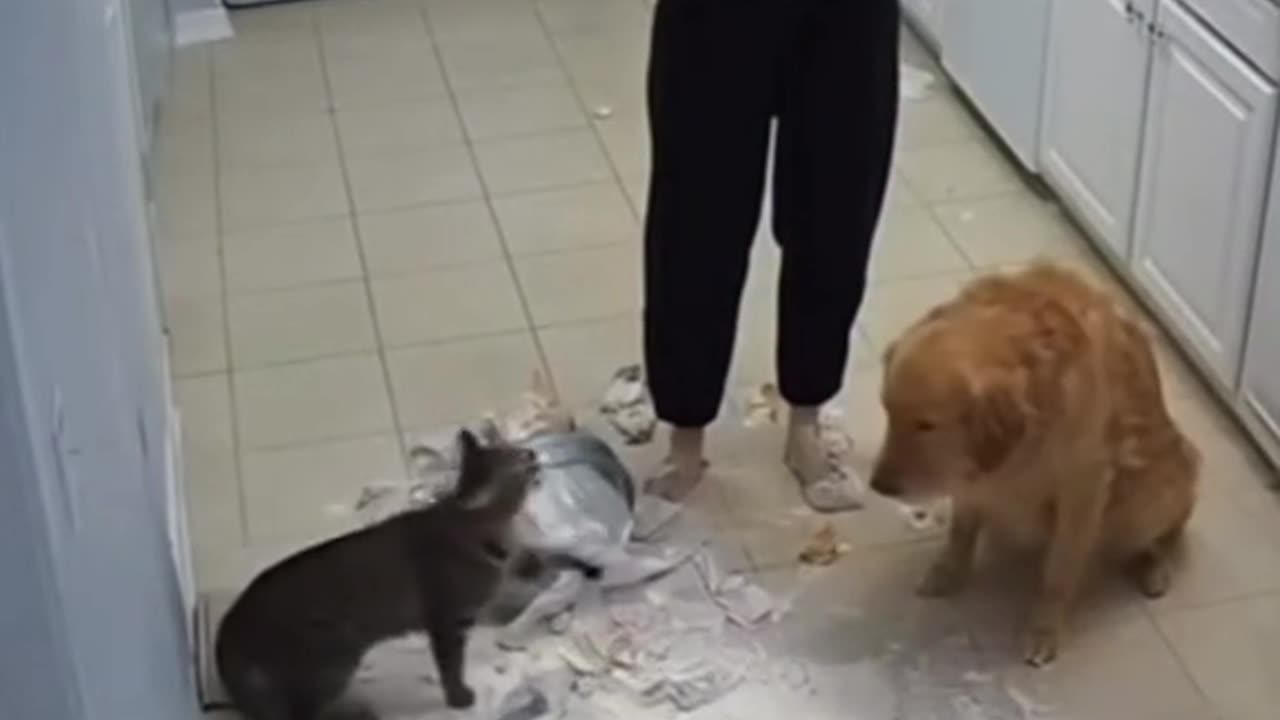The cunning cat is back in action! 🐱 She's figured out a way to make the poor dog look guilty 🐶