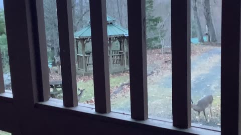 NW NC at The Treehouse 🌳 Deer mating season , the rut, is in full swing. 🦌 Buck 🦌 Doe