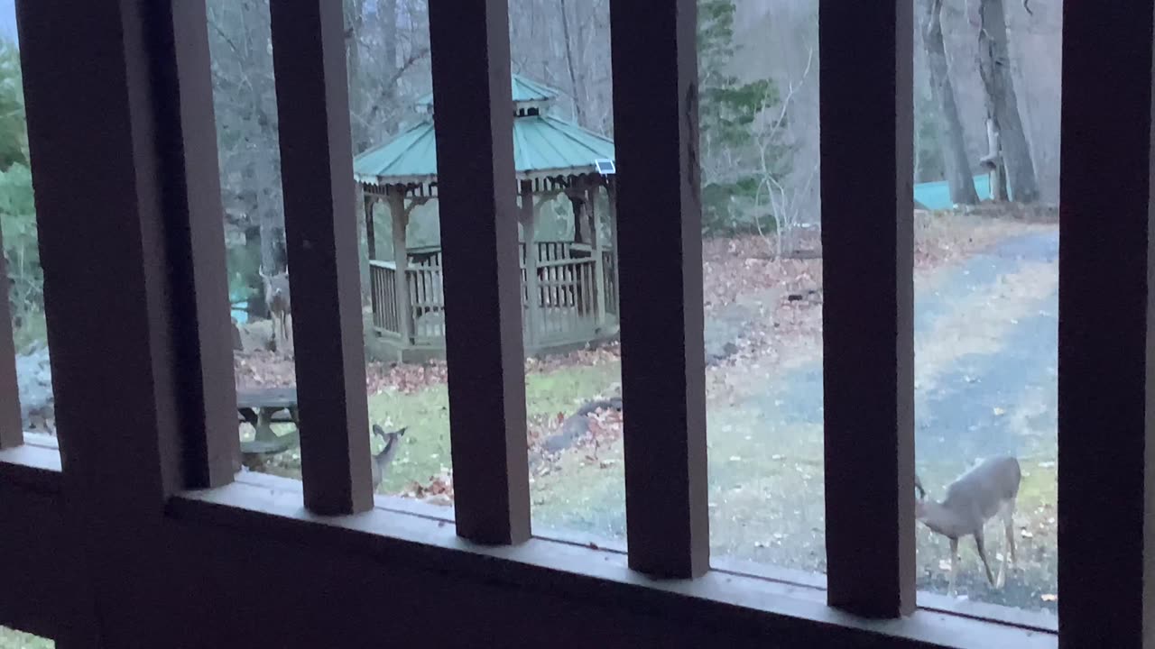 NW NC at The Treehouse 🌳 Deer mating season , the rut, is in full swing. 🦌 Buck 🦌 Doe