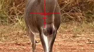 Shocking: 6.5 Creedmoor South Texas 12-Point #hunting #cacería #rancho #deerhunt
