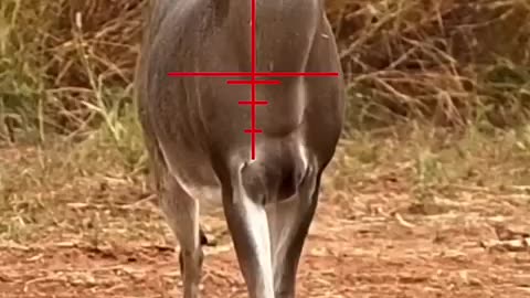 Shocking: 6.5 Creedmoor South Texas 12-Point #hunting #cacería #rancho #deerhunt