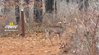 DEER SURPRISE!