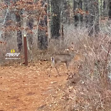 DEER SURPRISE!