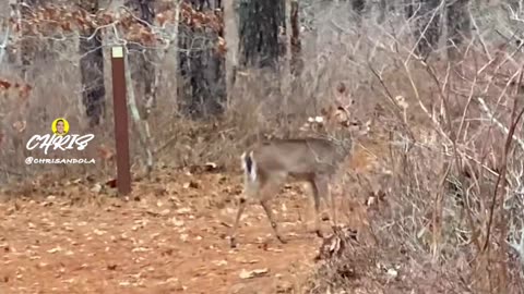 DEER SURPRISE!