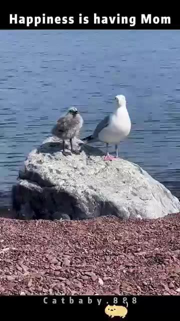 Animal Mom’s Saying FAFO