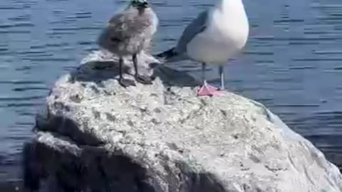 Animal Mom’s Saying FAFO