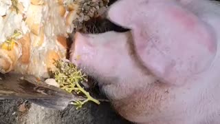 😂🐷 Pig Eats Like a Food Commercial Star! | FunFM