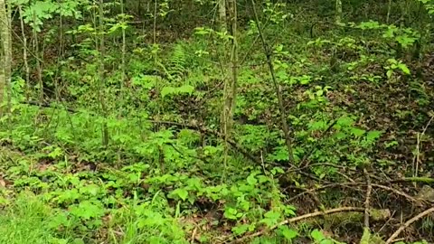 🌳👻 Creepy Stadium Sounds in the Forest! PART 2 | TheHauntingHour