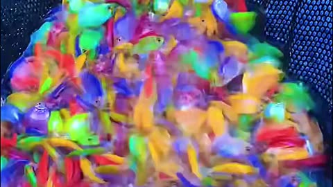 Top 5 most expensive fish in the world