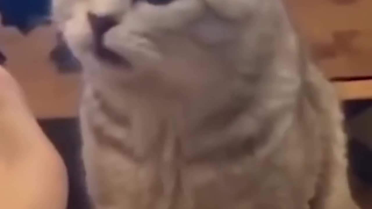 Must Watch 2025 Extremely Funny animals