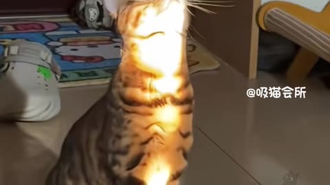 cat catching master'