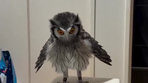 Confused Defense Mode