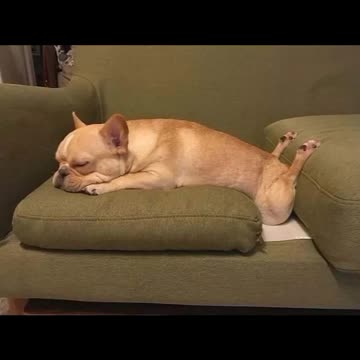 Love All Life Always #23 - When you're tired, any place will do to snooze...