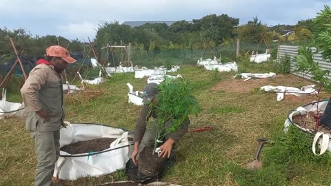 First Nation Organics: Planting 50 Winter Crop Plants | Cultivation Update