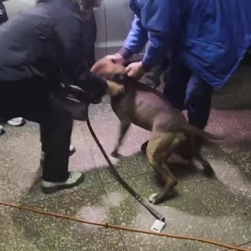 Dog Owner in Poltava Placed Under 60-Day House Arrest