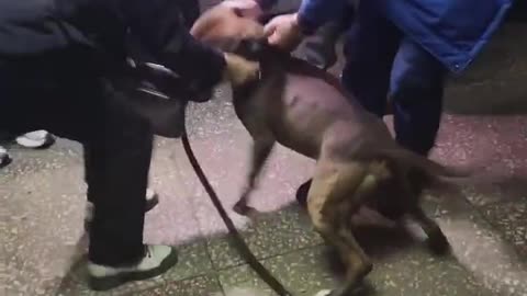 Dog Owner in Poltava Placed Under 60-Day House Arrest