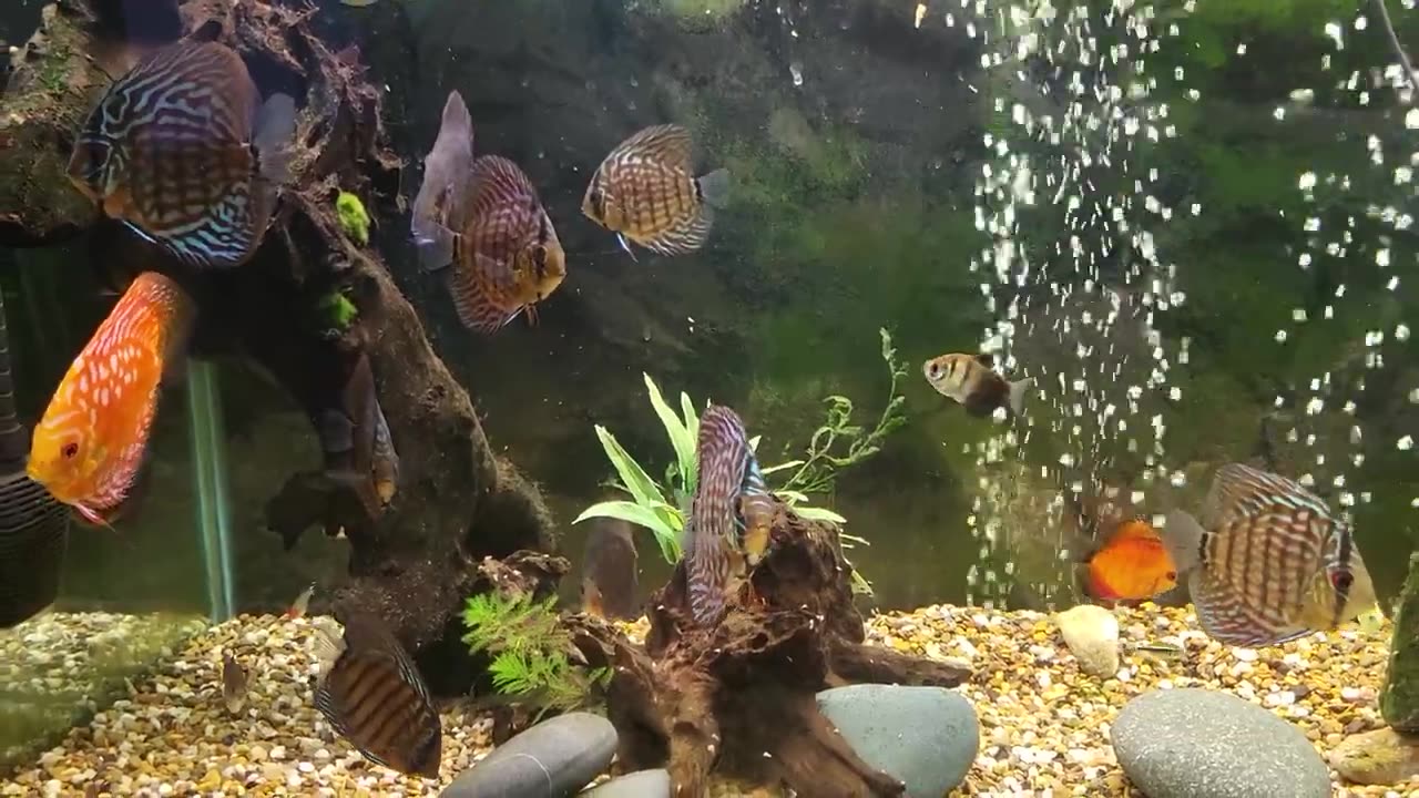 What they all say you should never do with Discus.