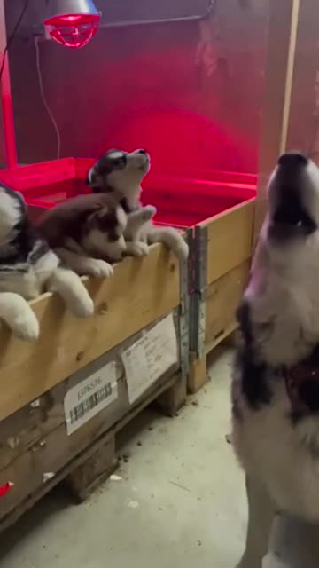 Momma Husky teaches the kids the art of the howl