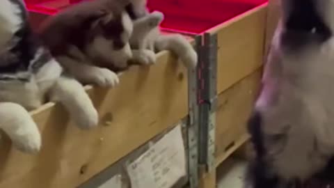 Momma Husky teaches the kids the art of the howl