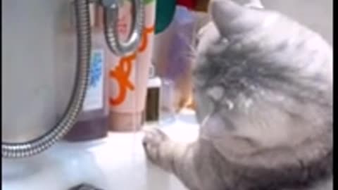 The cat catches a water
