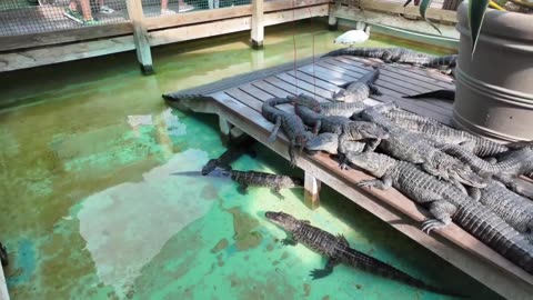 TAKING PAPA E TO GATORLAND FOR THE FIRST TIME AFTER 25 YEARS IN PRISON