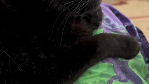 Precious Piper is a Cute Lap Cat - My Adopted Shelter Cat Vlog #shorts