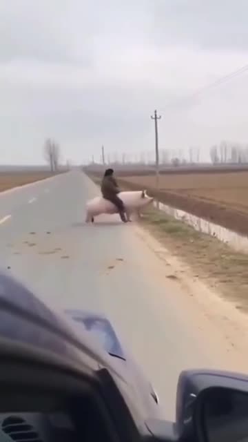 The shopping center arrived, and the crest reflexively headed to Tisza.