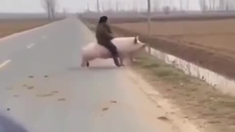 The shopping center arrived, and the crest reflexively headed to Tisza.