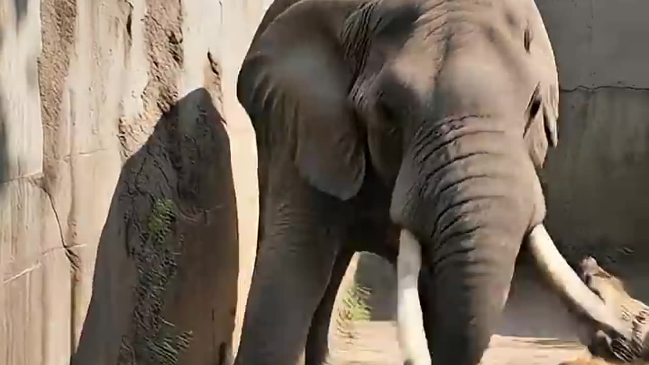 EPIC ELEPHANT SAVES CHILD FROM HYENA ATTACK IN ZOO!