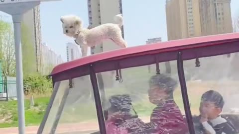 Adorable Teddy Bear Dog Riding on a Moving Canopy Vehicle
