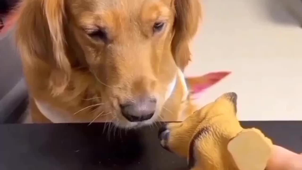 Funny dogs video 🤣🤣